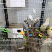 عروس و مرغ عشق و قناری