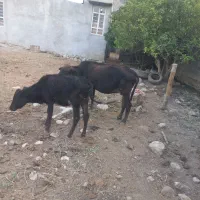 گاو ۶ماه آبستن باگوساله ماده پارسالش