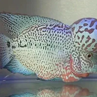 جوجه فلاور