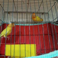 صورت هلویی برزیلی|پرنده|چغادک, |دیوار