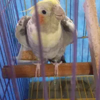 عروس هلندی نر