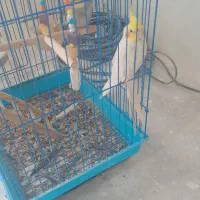 عروس هلندی معاوضه باقناری