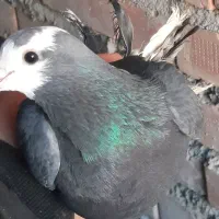 ابلاغ ماده|پرنده|اهر, |دیوار