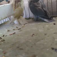 طوطی کوتوله|پرنده|میانه, |دیوار