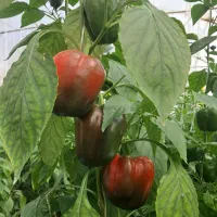 کارگر گلخانه