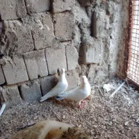 یک جفت سفید  معاوزه با قناری