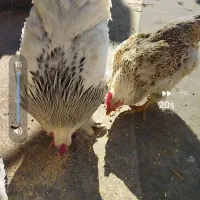 مرغ وخروس برهما مرندی لاری|حیوانات مزرعه|مشهد, نیزه|دیوار