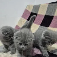 گربه اسکاتیش ماده