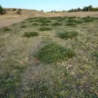 یونجه ۸۰۰کیلو تا یک تن|لوازم جانبی حیوانات|سنقر, |دیوار