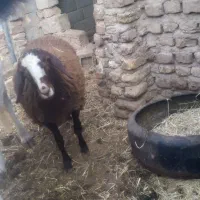 بره نژاد دار