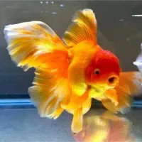 فروشنده خانم