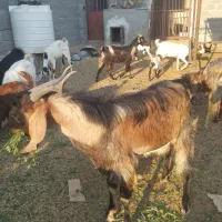 فروش پازن دورگ عدانی