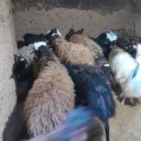 سلام ۶راس بره نر چاق درجه ۱|حیوانات مزرعه|رامند, |دیوار