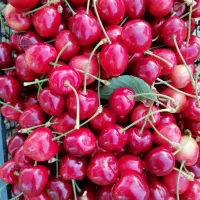 باغ 4200 متری سند تک برگ