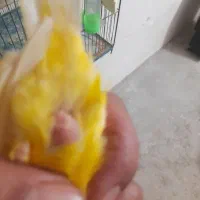 قناری طلایی ماده آماده