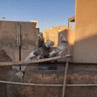 کفتر
