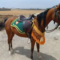 اسب|اسب و تجهیزات اسب‌سواری|خمین, |دیوار