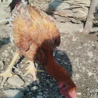 سلاممرغوخروسفروشی|حیوانات مزرعه|توکهور, |دیوار