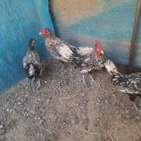 فروش جوجه سیبرایت ۴ ماهه