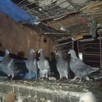 کفتر فروشی|پرنده|جلگه ماژان, |دیوار