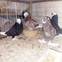 دوجفت کبوتر شازده لانگ فیس درجه یک