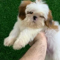 سگ های آپارتمانی|سگ|رشت, لاکانی|دیوار