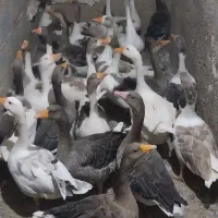 فروش ۱۸ عدد غاز درجه یک