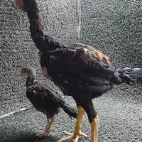 خروس لاری جوجه لاری خروس براکل|حیوانات مزرعه|محمدشهر, یزدیها|دیوار