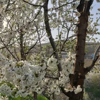 باغ ییلاقی در روستای اردمه|فروش زمین و ملک کلنگی|مشهد, کوی سیدی|دیوار