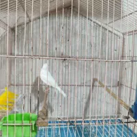 قناری سفید ریز خون|پرنده|خورموج, |دیوار