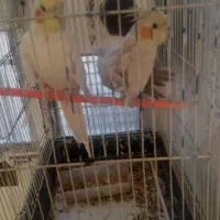 جفت عروس کارداده