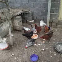 مرغ تخم گذار محلی