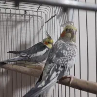 عروس هلندی نروماده|پرنده|مشکین‌دشت, |دیوار