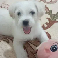 توله شیتزو واکسن زده 6ماه