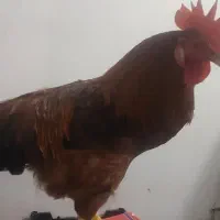 خروس جوان و زیبا  ۷ ماهه نژاد محلی