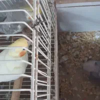 جفت عروس هلندی مولد