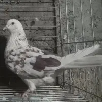 کبوتر پرشی|پرنده|اصفهان, باغ فدک|دیوار