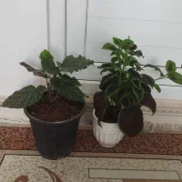 تعدادی گل|گل و گیاه طبیعی|اسلام‌‌آباد غرب, |دیوار