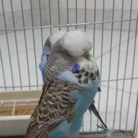 مرغ عشق انگلیسی