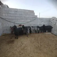 بز.کهره .میش|حیوانات مزرعه|مرودشت, استادیوم‎|دیوار