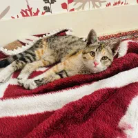 یک بچه گربه ناز و خانگی و بازیگوش (رایگان )|گربه|بیرجند, |دیوار