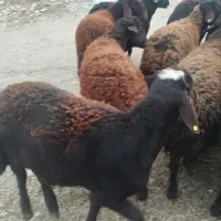 فروش قوچ نژاددار غره فزل لخت|حیوانات مزرعه|نهاوند, |دیوار