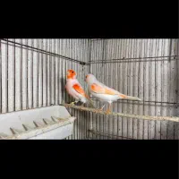 قناری موزاییکی