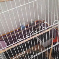 جفت مرغ عشق با دوتا جوجه . یه جفت فنچ روی تخم