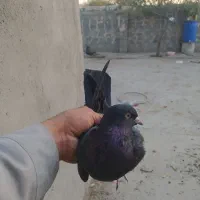 کبوتر|پرنده|ملکان, |دیوار