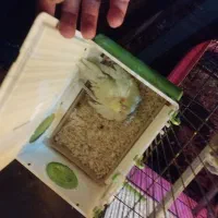 2جفت عروس هلندی مولد|پرنده|قرچک, مهدیه|دیوار