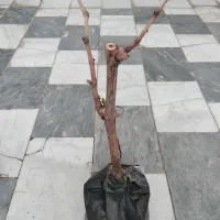 نهال انگور خارجی (وارداتی)