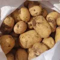 سیب زمینی تازه