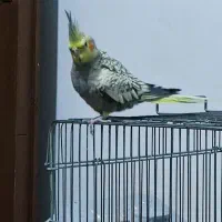 عروس هلندی سالم و زیبا