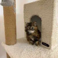 گربه بریتیش لانگ|گربه|تهران, نیاوران|دیوار